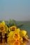 Background. Yellow daffodils buds in dark lighting. Close-up of flowers daffodils on a reflective surface. Copy space.