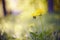 Background with a yellow flower - a dandelion