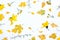 Background of yellow flowers and leaves