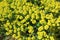 Background of yellow flowers of the milkweed plant