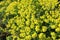 Background of yellow flowers of the milkweed plant