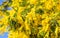 background of yellow flowers of Mimosa in spring