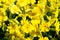 Background of yellow flowers primrose garden