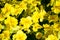 Background of yellow flowers primrose garden