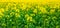 Background of yellow flowers rapeseed  in field, panorama_