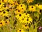 Background of yellow garden Rudbeckia Goldsturm uk