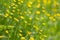 Background from yellow meadow flowers of a buttercup in a natural environment