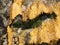Background with yellow mold on the mountain or rock