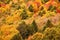 Background of yellow and orange trees in autumn