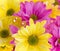 Background: Yellow and Pink Daisy Flowers