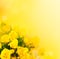 Background with yellow roses