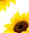 Background with yellow sunflower.