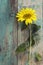 Background with yellow sunflower on old wooden boards with peeling paint.