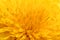 Background of Yellow Taraxacum officinalis