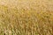 A background of yellowing wheat in a field