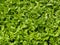 Background from young green leaves of European privet