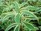 Background of Yucca Tree or Dracaena Plants