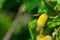 Backgrounds on acorns, on flowering trees
