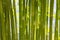 Backgrounds with bamboo foliage