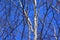 Backgrounds birches in spring