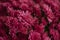 Backgrounds of a bouquet of chrysanthemums. Purple beautiful flowers