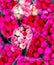 backgrounds bouquet red Pink Roses