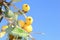 Backgrounds local yellow fruits blue sky, Majorca, Spain