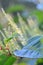 Backgrounds on Sally rhubarb Japanese knotweed