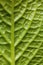 Backgrounds textures macro mint leaf 2