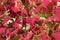 Backgroung of red flowers of hortensia, close up.