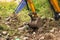 Backhoe digging soil at construction site. Bucket of backhoe digging soil. Clearing and grubbing. Digger working at road