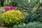 The backjard with group of bushes and plants: juniper, phlox, peony, thuja, barberry in front of house wall. Garden