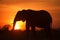 Backlight of african elephant