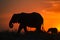 Backlight of african elephant