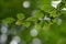 Backlight on a blurred background of branches with leaves