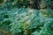 Backlight in forest over green leaves of Pteridophyta