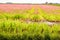 Backlight picture of pink blooming poppies in a Dutch polder