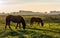 Backlight picture of two Icelandic horses at sunset