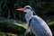 Backlight portrait of a great blue heron