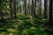 Backlight through swedish forest in Varmland Sweden