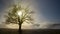 Backlight, tree and sun in the Sierra de Urbasa, Navarra