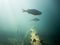 Backlight underwater view of perch swimming by a sunken tree