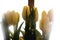 Backlight yellow tulips on white courtain