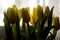 Backlight yellow tulips on white courtain