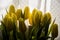 Backlight yellow tulips on white courtain