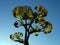 A backlighted capture of the leaves of a tree.