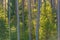 Backlighted spruce in pine forest