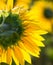 Backlighted sunflowers from Tuscany