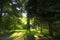 Backlighted trees in the park