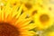 Backlighting Sunflower Detail